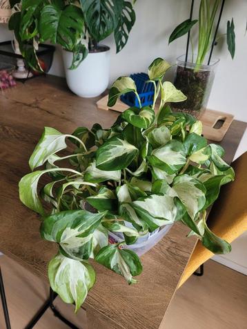 2 Stuks Pothos kamerplanten beschikbaar voor biedingen