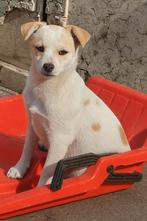 Jack russel, Reu, Eén hond, Nederland, Particulier