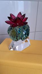 Cactus Nieuw in Doos - Prachtige Kleuren!, Ophalen of Verzenden, Nieuw, Figuurtje