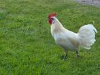 2 hanen te koop, Dieren en Toebehoren, Pluimvee, Mannelijk, Kip