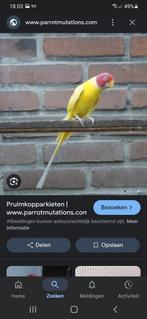 Gevraagd  lutino  pruimekoppen, Dieren en Toebehoren, Vogels | Parkieten en Papegaaien, Meerdere dieren, Parkiet