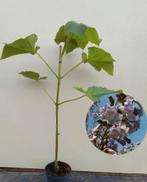 Keizersboom / Anna Paulowna - Prachtige bloemen!, Tuin en Terras, Planten | Tuinplanten, Overige soorten, Volle zon, Vaste plant