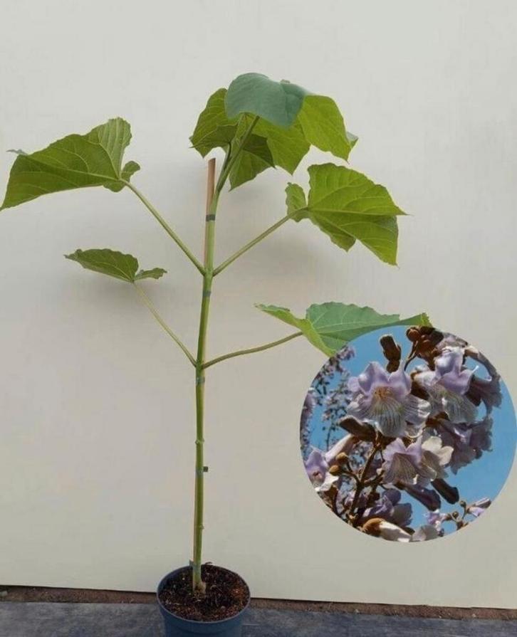 Keizersboom / Anna Paulowna - Prachtige bloemen!, Tuin en Terras, Planten | Tuinplanten, Vaste plant, Overige soorten, Volle zon