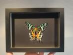 Vlinder in lijst -Chrysiridia rhipheus- taxidermie vlinders, Ophalen of Verzenden, Zo goed als nieuw, Insect, Opgezet dier