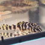L134 F1 Peckolita Compta Pleco L nummer, Dieren en Toebehoren, Vis