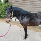 2 jarige appaloosa Hackney kruising, Dieren en Toebehoren, Pony's, Gechipt, B, 0 tot 2 jaar, Hengst