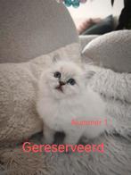 Kittens - GERESERVEERD, Dieren en Toebehoren