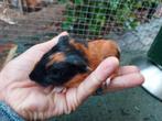 Cuy reuzencavia beer mag verhuizen rood zwart wit gladhaar, Dieren en Toebehoren, Knaagdieren, September, Mannelijk, Cavia