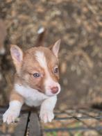 Border Collie x Corgi kruising - laatste 2 reutjes, België, Particulier, Overige rassen, CDV (hondenziekte)