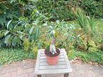 ficus kamerplant, Ophalen, Ficus, Halfschaduw, Minder dan 100 cm
