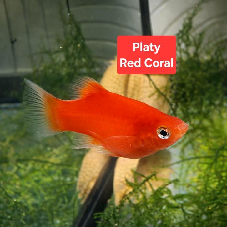 Platy vis, Dieren en Toebehoren, Vissen | Aquaria en Toebehoren, Nieuw, Ophalen of Verzenden