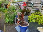 3 X Canna in grote blauwe pot, Volle zon, Vaste plant, Zomer, Ophalen