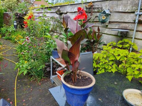 3 X Canna in grote blauwe pot, Tuin en Terras, Planten | Tuinplanten, Vaste plant, Overige soorten, Volle zon, Zomer, Ophalen