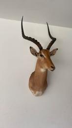 Opgezette dieren vogel taxidermie, Ophalen of Verzenden, Zo goed als nieuw, Vogel, Opgezet dier