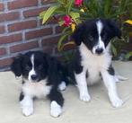Prachtige FRIESE STABIJ x BORDER COLLIE pups, Nederland, CDV (hondenziekte), 8 tot 15 weken, Teef