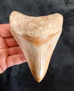 Megalodon tand uitmuntend !!!, Verzamelen, Mineralen en Fossielen, Ophalen of Verzenden, Fossiel