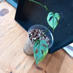 monstera acuminata stek nr 22, Huis en Inrichting, Kamerplanten, Ophalen of Verzenden, Overige soorten, Minder dan 100 cm