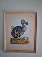 Vintage Vogelprint. Dodo, Ophalen of Verzenden, Minder dan 50 cm, Schilderij, Minder dan 50 cm