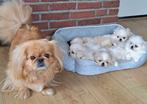 Prachtige tibetaans pekinees puppies, Meerdere, Meerdere dieren, Pekingees of Dwergspaniel, Nederland