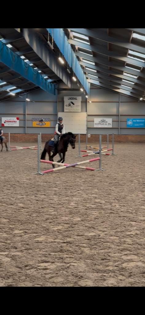Knappe C - pony, Dieren en Toebehoren, Pony's, Ruin, L, C pony (1.27m tot 1.37m), Springpony, 11 jaar of ouder, Ingeënt