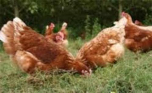 Barnevelder kippen en Leghorn kippen., Dieren en Toebehoren, Pluimvee, Kip, Vrouwelijk