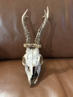 Dierenschedel Ree met gewei, Ophalen of Verzenden