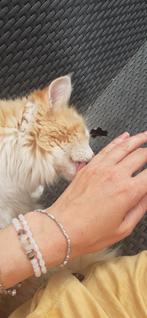 Ragdoll kruising maine coon 1 jaar, Dieren en Toebehoren, Katten en Kittens | Raskatten | Langhaar, Poes, Ontwormd, 0 tot 2 jaar