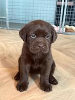 Labrador teefje bruin beschikbaar, CDV (hondenziekte), 8 tot 15 weken, Teef, Labrador retriever