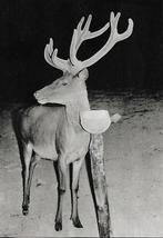 Edelhert., Verzenden, 1960 tot 1980, Ongelopen, Overige thema's