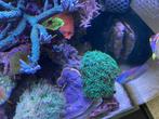 Druifjeskoraal (euphyllia paraancora), Dieren en Toebehoren, Vissen | Aquariumvissen, Overige typen, Zoutwatervis
