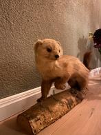 Mooi opgezette hermelijn- taxidermie, Verzamelen, Dierenverzamelingen, Ophalen of Verzenden, Gebruikt, Wild dier, Opgezet dier