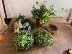 Mooie Kunstplanten en kransen klimopplant buxus bol, Verzenden, Zo goed als nieuw