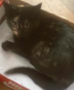 Kitten, Dieren en Toebehoren, Poes