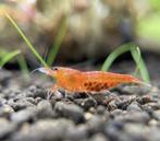 Bloodshot garnalen | Caridina shrimps, Dieren en Toebehoren, Vissen | Aquariumvissen, Zoetwatervis, Kreeft, Krab of Garnaal