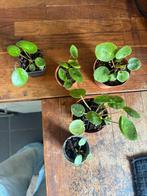 Pannenkoeken plant, Ophalen of Verzenden, Overige soorten, Minder dan 100 cm