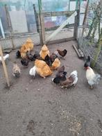 Wyandotte, kuifhoender, oprington, Barnevelder, Dieren en Toebehoren, Pluimvee, Vrouwelijk, Kip