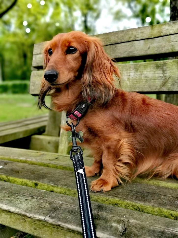 Twee teckel kaninchen/dwerg herplaatsers, Dieren en Toebehoren, Honden | Teckels en Dashonden, Meerdere dieren, Langhaar, Kaninchen