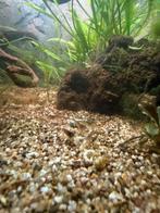 Mini Japonica, Dieren en Toebehoren, Vissen | Aquariumvissen, Kreeft, Krab of Garnaal