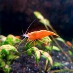 High Grade Neon Yellow Back Stripe Garnalen 🔥SALE🔥🦐💛, Dieren en Toebehoren, Vissen | Aquariumvissen, Kreeft, Krab of Garnaal