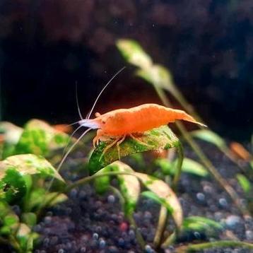 High Grade Neon Yellow Back Stripe Garnalen 🔥SALE🔥🦐💛 beschikbaar voor biedingen