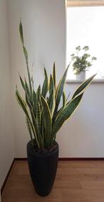 Grote Sanseveria in pot, Ophalen, 100 tot 150 cm, Overige soorten, Halfschaduw