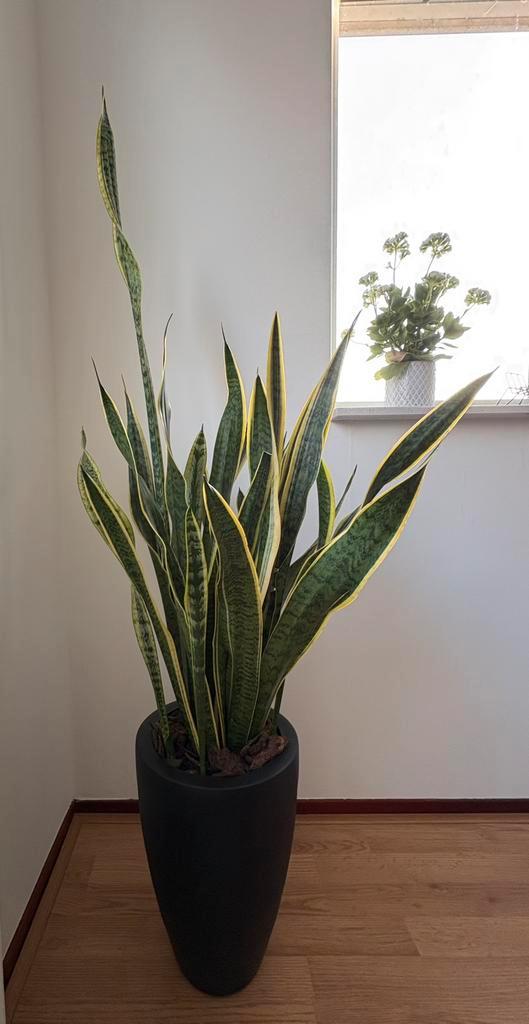 Grote Sanseveria in pot, Huis en Inrichting, Kamerplanten, Overige soorten, 100 tot 150 cm, Groene kamerplant, Halfschaduw, In pot