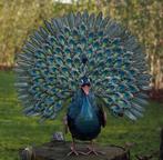 PAUW MET OPEN STAART / metaal, Dierenbeeld, Nieuw, Metaal, Info@huisentuindecoratiemarie.nl