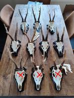 Top reebok schedels op schild, ree gewei, Verzamelen, Ophalen of Verzenden, Zo goed als nieuw, Hert, Schedel