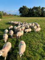 Stamboek noordhollander ooilammeren, Dieren en Toebehoren, Schapen, Geiten en Varkens, Vrouwelijk, Schaap, 0 tot 2 jaar
