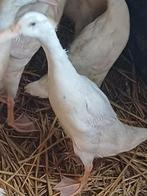 Zuiver witte loopeend woerd., Mannelijk, Eend