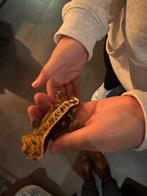 Wimpergekko man, Dieren en Toebehoren, Reptielen en Amfibieën, Hagedis, Tam, 0 tot 2 jaar