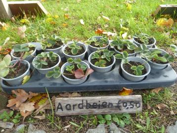 Aardbei plantjes beschikbaar voor biedingen