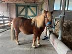 Shetlander ruin, Dieren en Toebehoren, Paarden, Minder dan 160 cm, Ruin, Niet van toepassing, 11 jaar of ouder