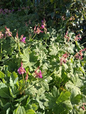 Geranium macrohirzum  planten beschikbaar voor biedingen